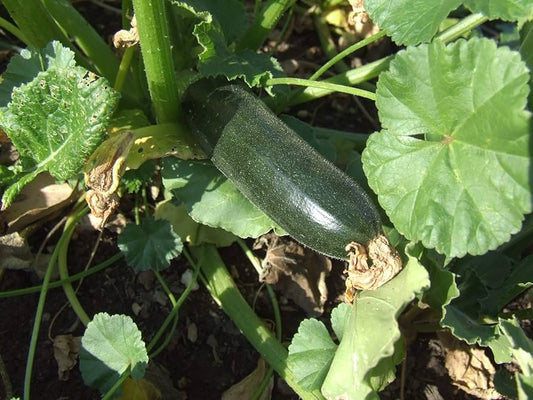 美容ズッキーニの種 非遺伝子組み換えの伝統的な夏のカボチャ 家庭菜園用