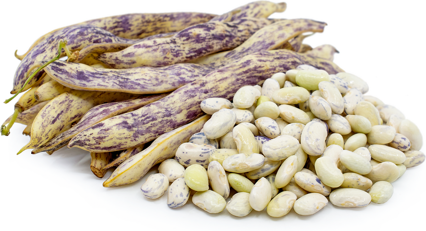 Dragon's Tongue Bush Bean Seeds