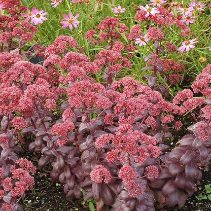 Sedum Flower seeds for Planting, Bright Blooms Heirloom & GMO Free Seeds for Home Garden