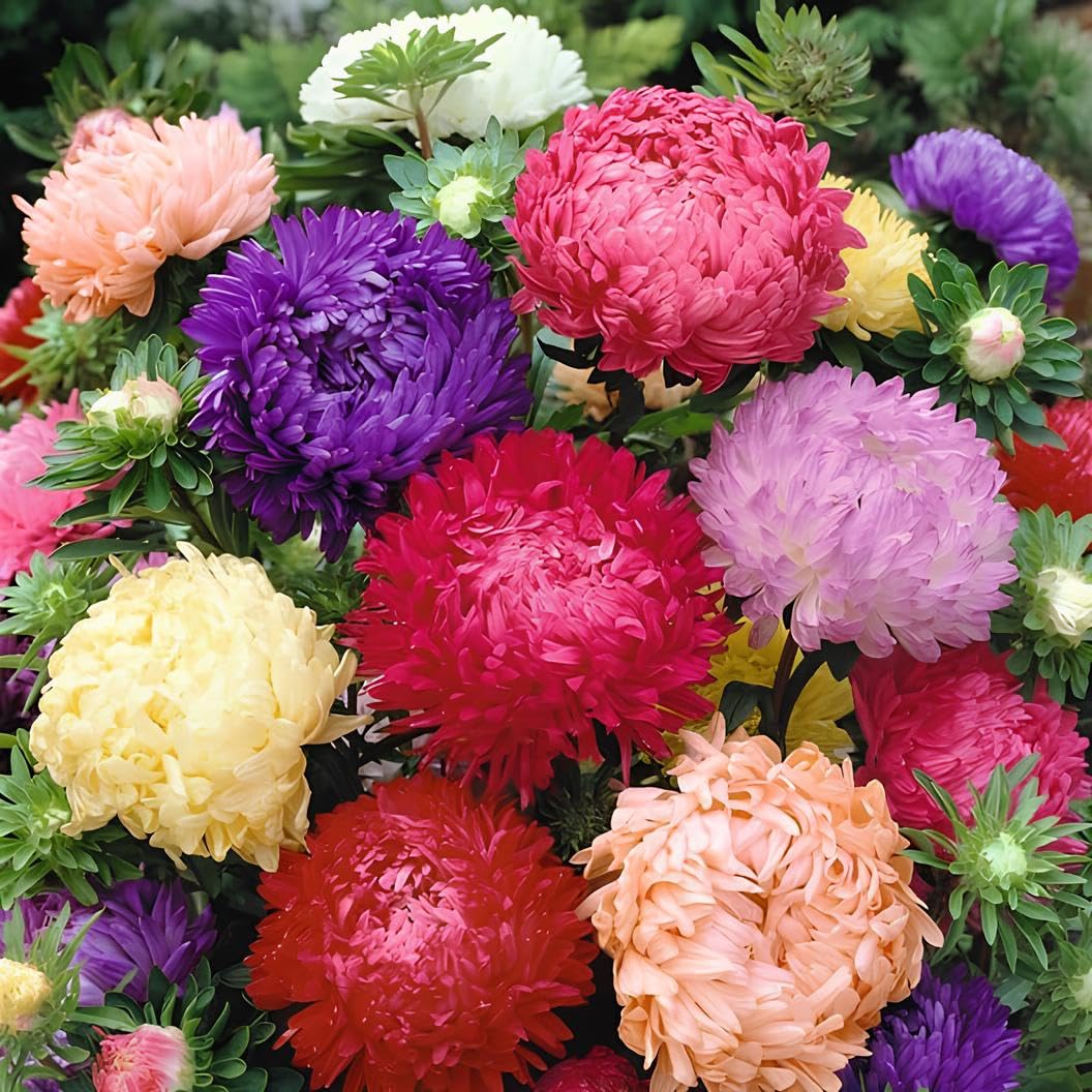 Duchess Paeony Aster Flower seeds for Planting, Hardy Variety Heirloom & GMO Free Seeds for Home Garden