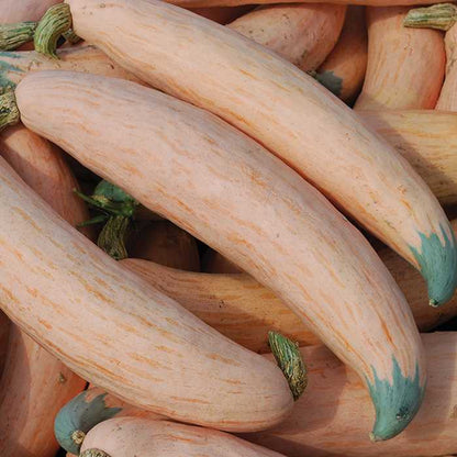 North Georgia Candy Roaster Squash Seeds