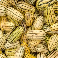 Semi di zucchina delicata