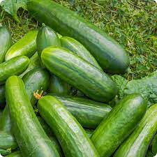 Graines de Concombre Muncher
