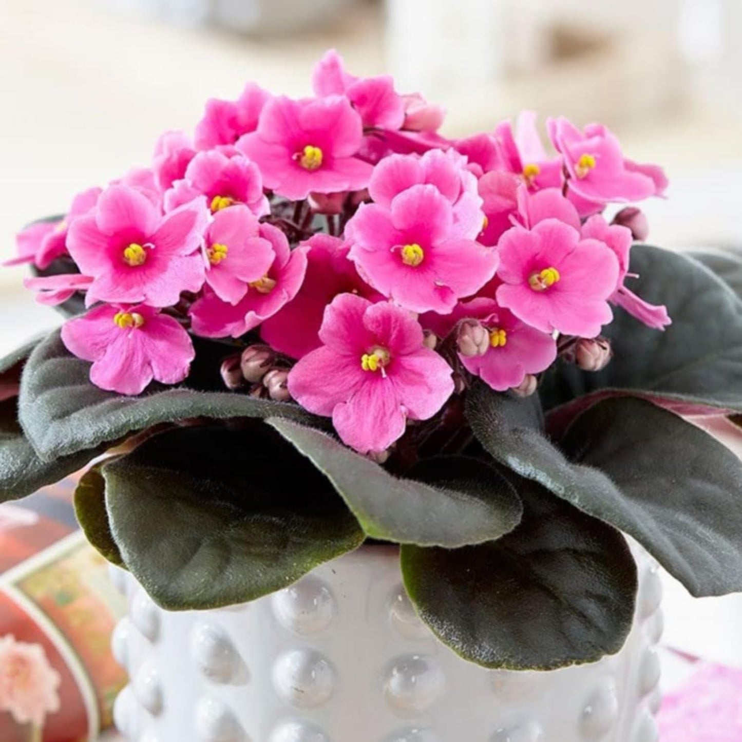 African Violet Flower Seeds Light Pink Flower seeds for Planting - Colorful Display, Heirloom & GMO Free Seeds for Home Garden