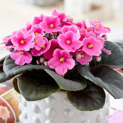 African Violet Flower Seeds Light Pink Flower seeds for Planting - Colorful Display, Heirloom & GMO Free Seeds for Home Garden