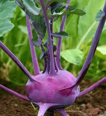 Organic Purple Vienna Kohlrabi Seeds