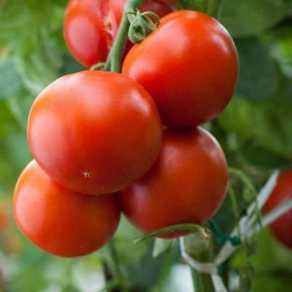 Italian Roma Tomato Seeds