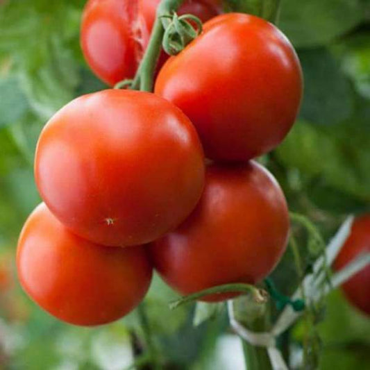 Graines de tomate Roma italienne