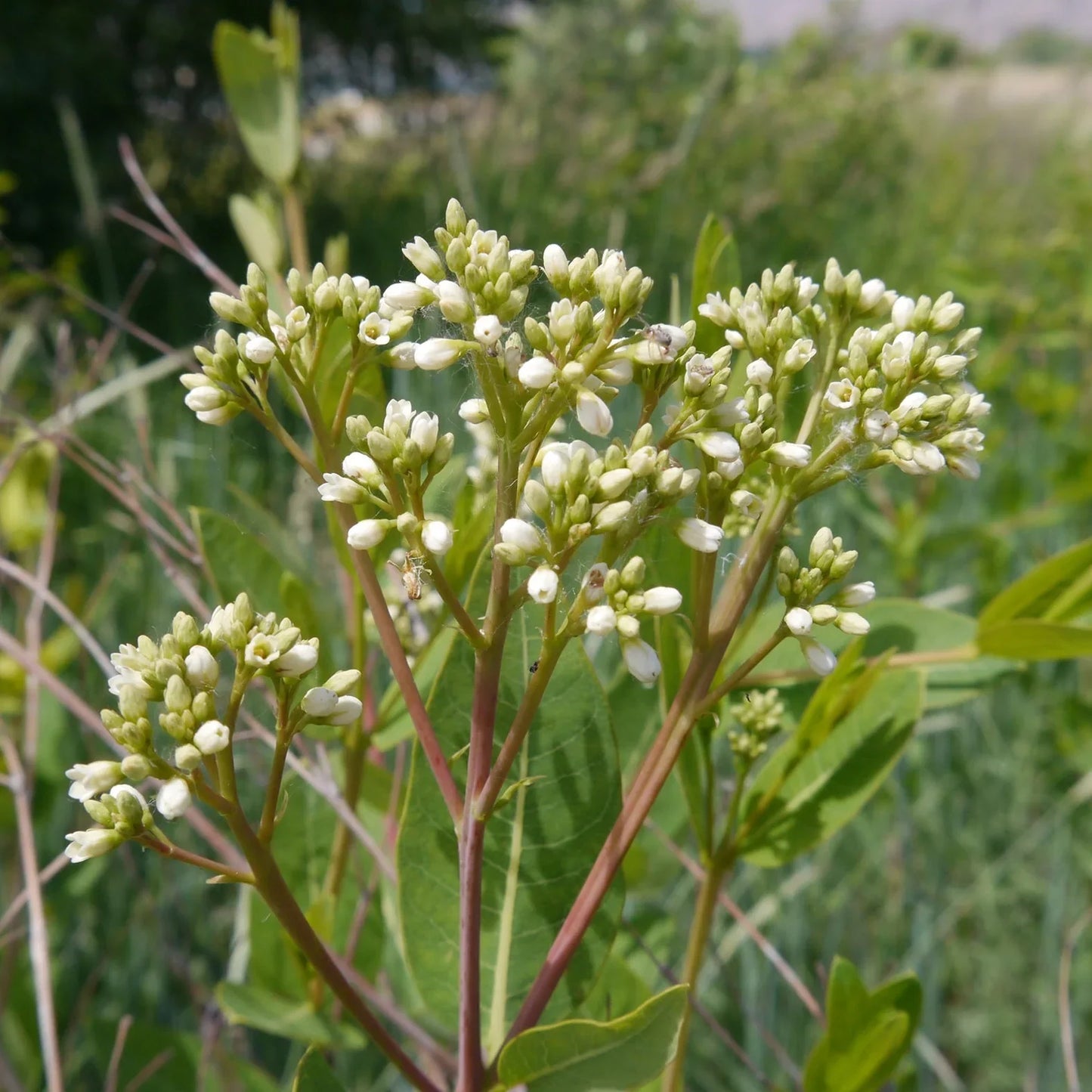 Dogbane Flower seeds for Planting, Pollinator Friendly Heirloom & GMO Free Seeds for Home Garden