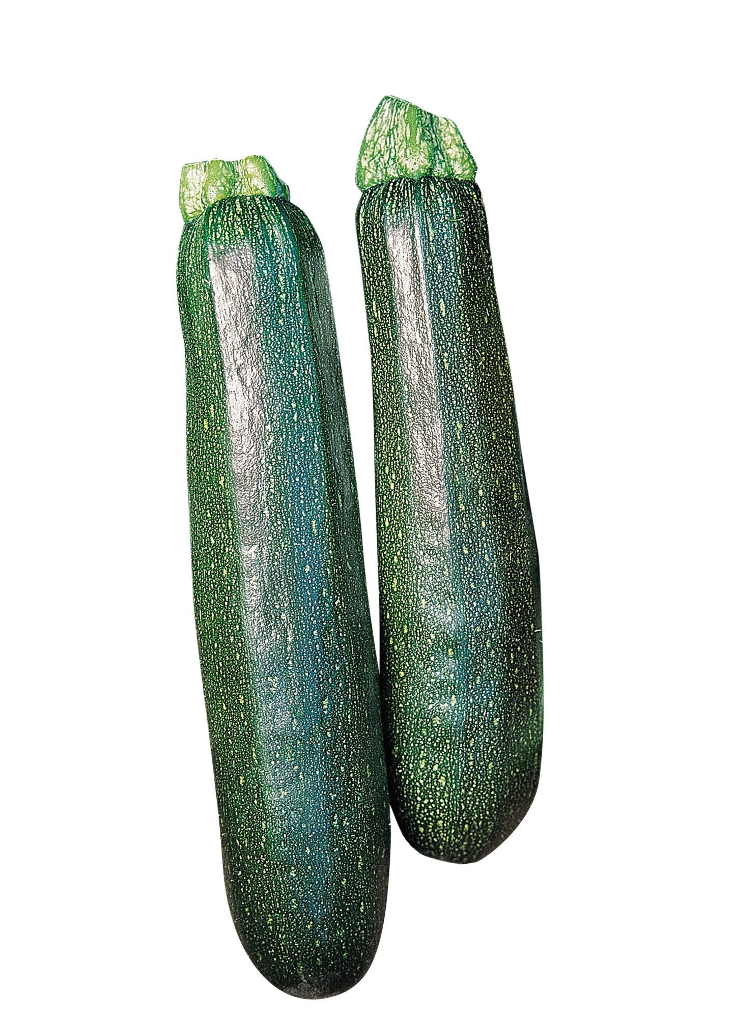 Burpee Sicheres Ding Zucchini Samen