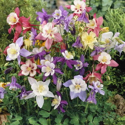 Tower Columbine Flower seeds for Planting, Sun Loving Heirloom & GMO Free Seeds for Home Garden