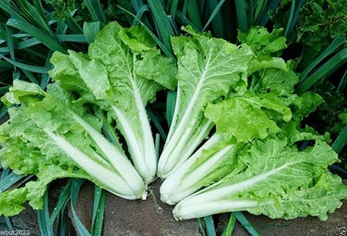 VERDURE ASIATICHE "Fun Jen" choi riccio o "Bok Choy"