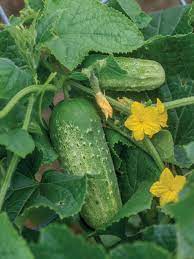 Burpee 'Pick-A-Bushel' Pickling Cucumber Seeds