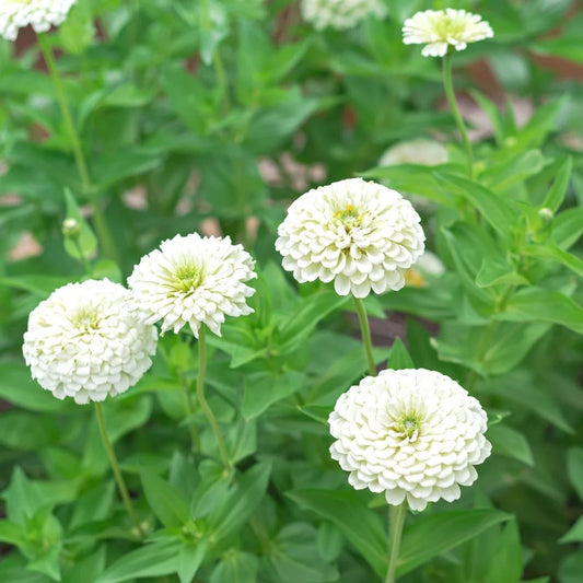 Zinnia Elegans White Seeds