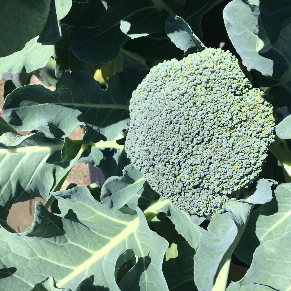 Semi di broccoli Gardeners Basics