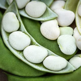 Henderson Lima Bean Seed