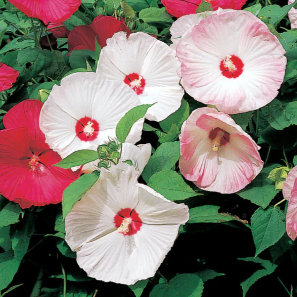 Mixed Luna Hibiscus Moscheutos Flower Seeds