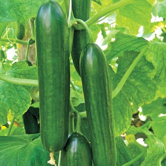 Beit Alpha Cucumber Seeds