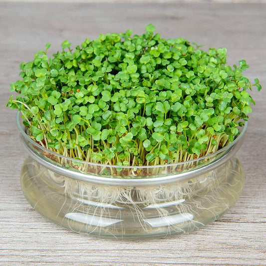 Semi di rucola Semi per microgreens Non-OGM