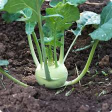 Early White Vienna Kohlrabi Seeds