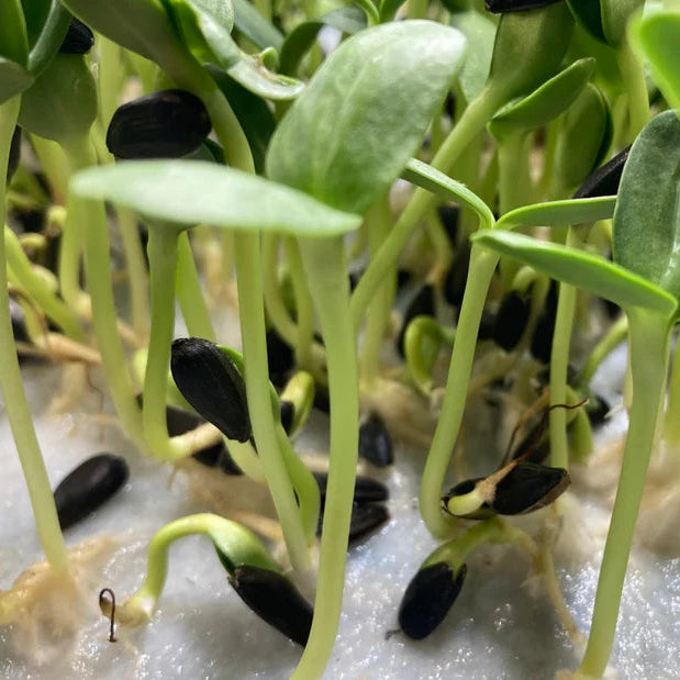 Sunflower Microgreens Flower seeds for Planting - Cottage Garden Essential, Heirloom & GMO Free Seeds for Home Garden