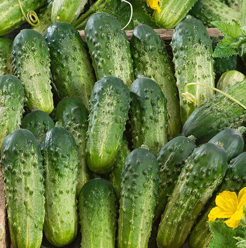 Graines de concombre biologique 'Sumter'