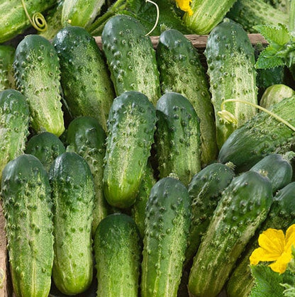 Graines de concombre biologique 'Sumter'