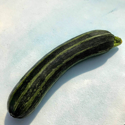Sow Right Seeds Cocozelle Zucchin Samen