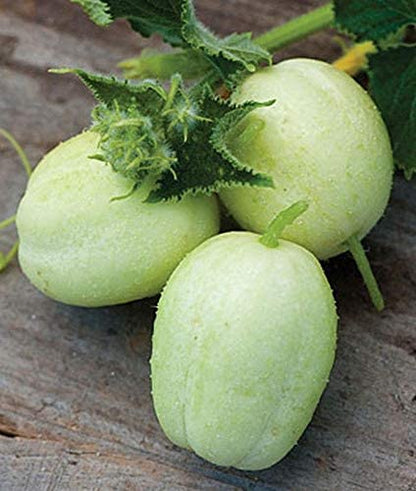 crystal apple cucumber seeds