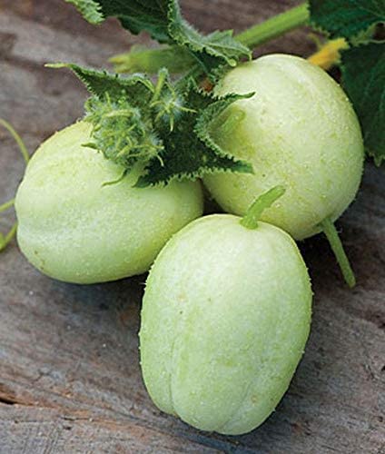 crystal apple cucumber seeds