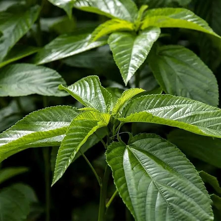 KVITER  Molokhia Jute Leaves Seeds