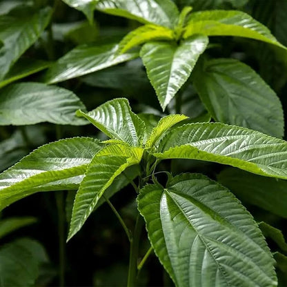 KVITER  Molokhia Jute Leaves Seeds