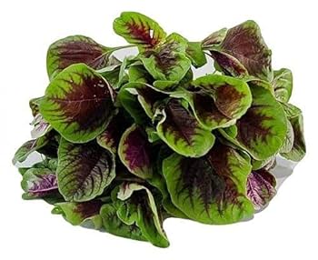 Red Stripe Leaf Amaranth Seeds