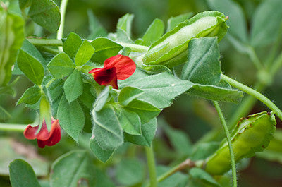 "Asparagus Pea Seeds for Planting – Delicious, Nutritious & Easy-to-Grow Garden Favorite"