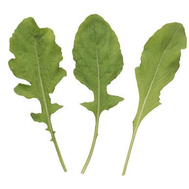 Astro Arugula Lettuce Seeds