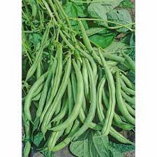 Half Runner Bean Green Been Seeds
