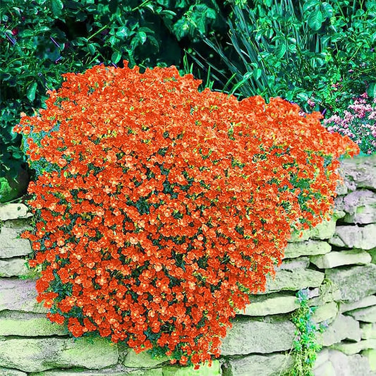 Orange Rock Cress Flower Seeds