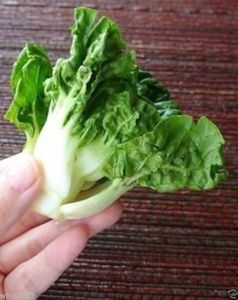 Extra Bok Choy Choy Nain, Légume Héritage, Biologique