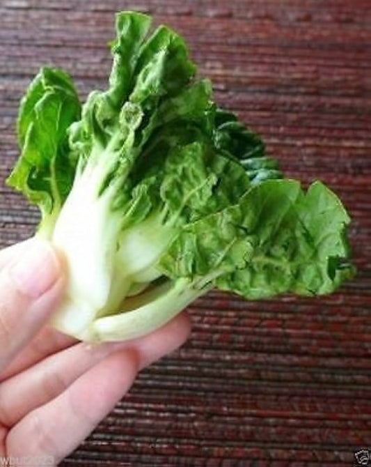 Extra Bok Choy Choy Nain, Légume Héritage, Biologique