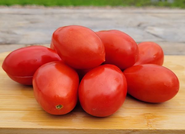 Semi di pomodoro ereditario di Martino di Roma