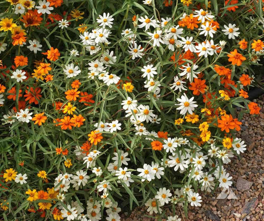 Zinnia Linearis Mix Seeds
