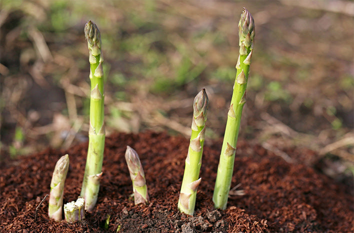 "Gardeners Basics Asparagus Seeds