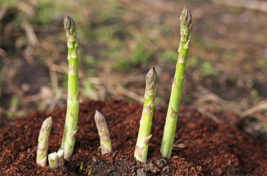 "Gardeners Basics Asparagus Seeds
