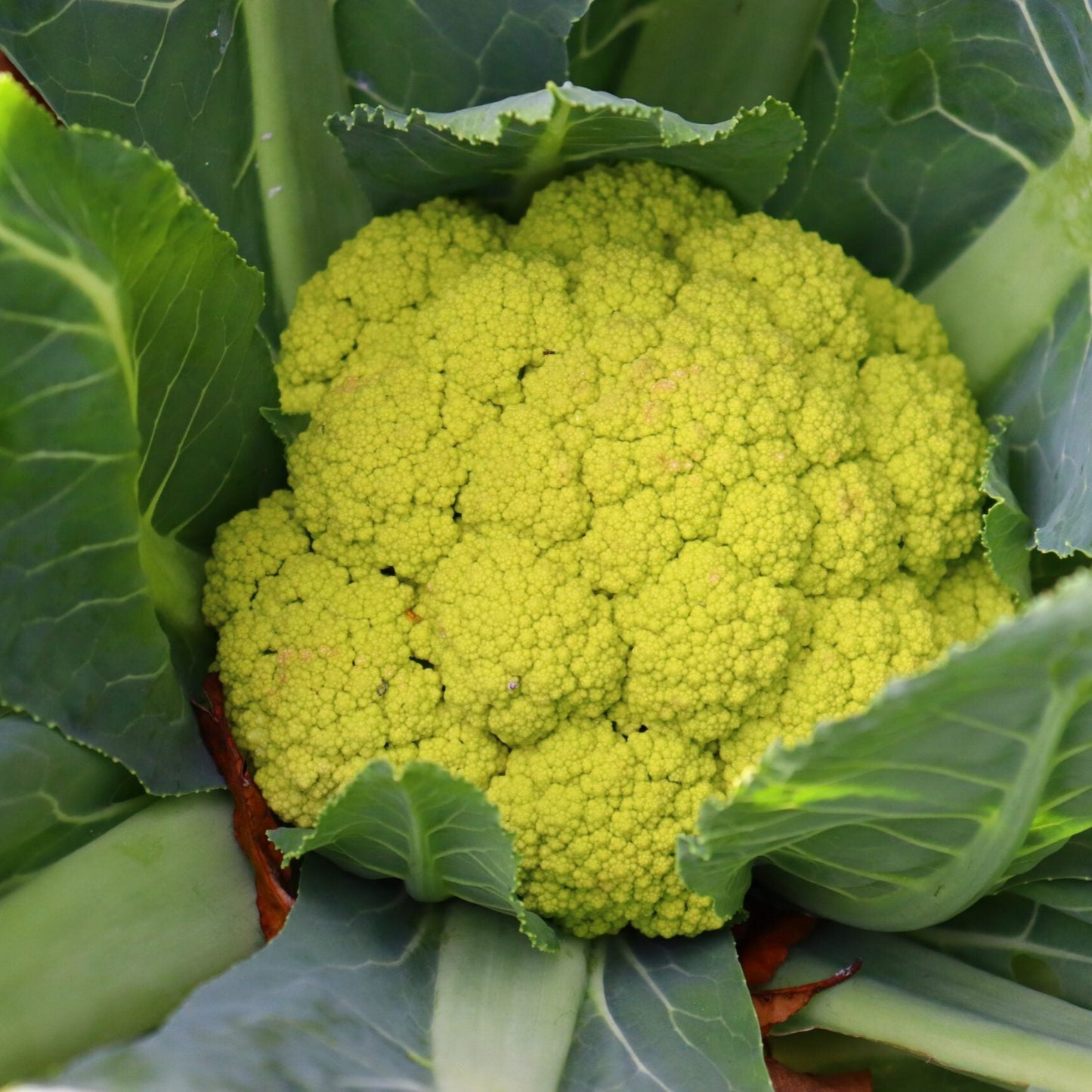 Green Macerata Cauliflower Seeds