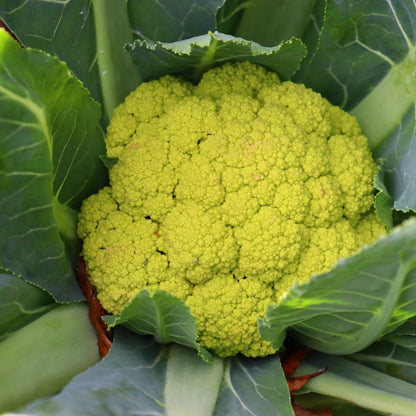 Green Macerata Cauliflower Seeds
