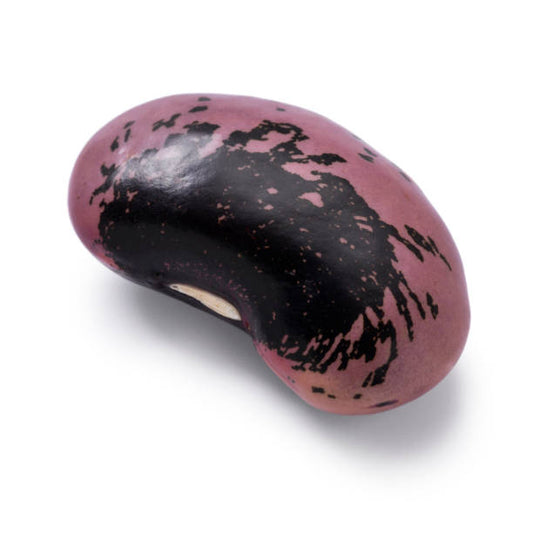 D'Allesandro Scarlet Runner Beans