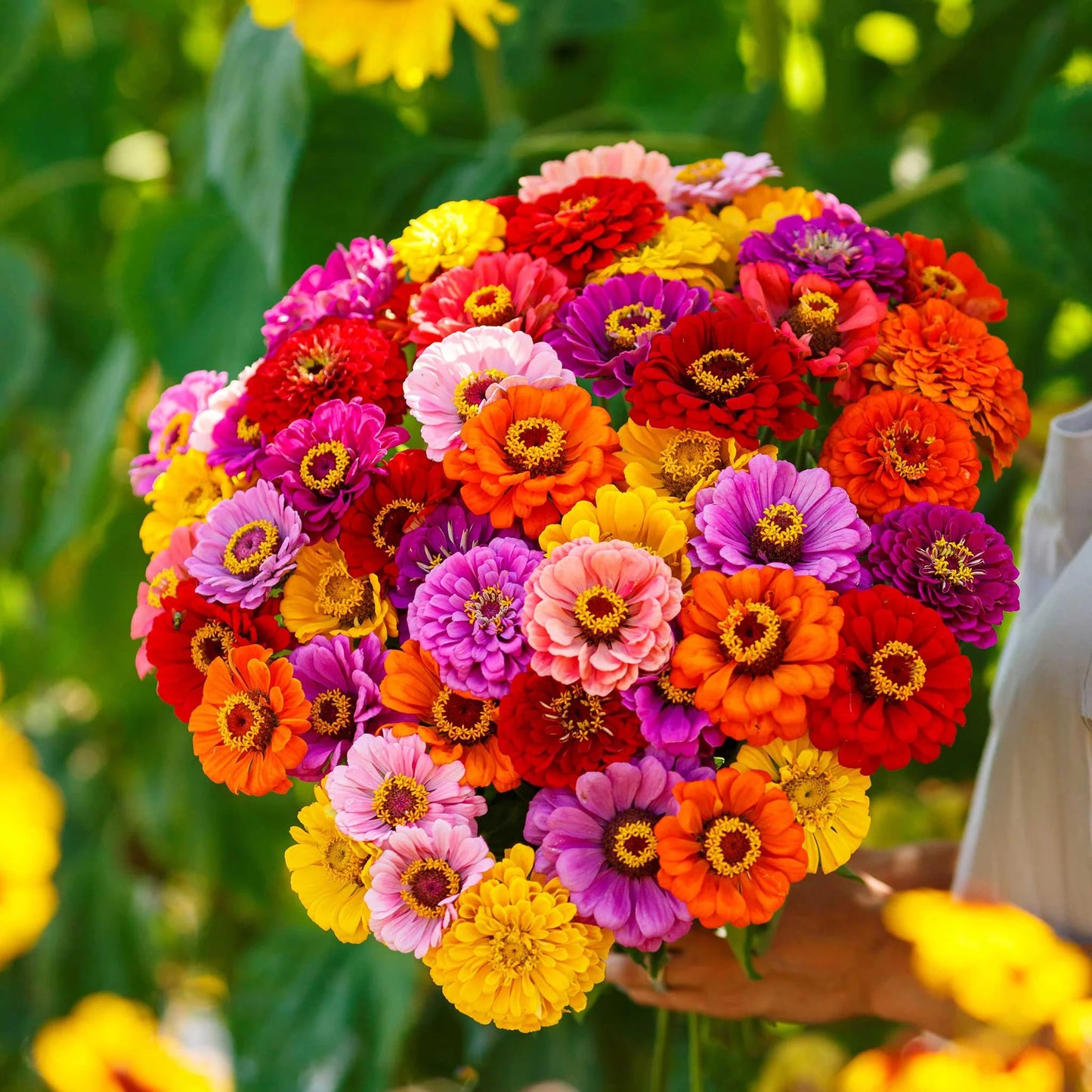 California Giant Zinnia Seeds