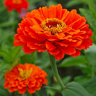 Zinnia Elegans Orange Seeds
