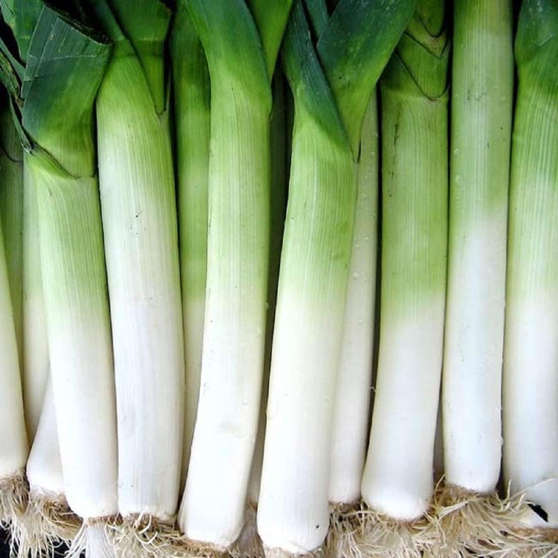 Giant Musselburgh Leek Seeds