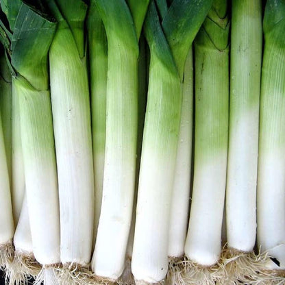 Giant Musselburgh Leek Seeds